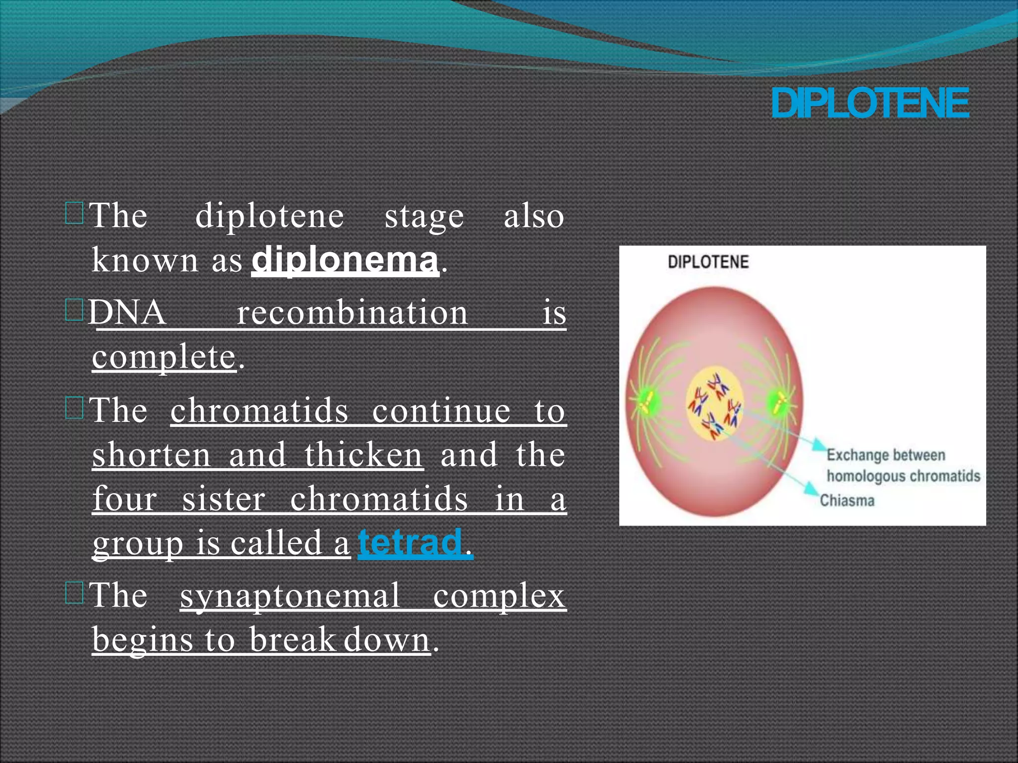 Cell division meosis- | PPTX