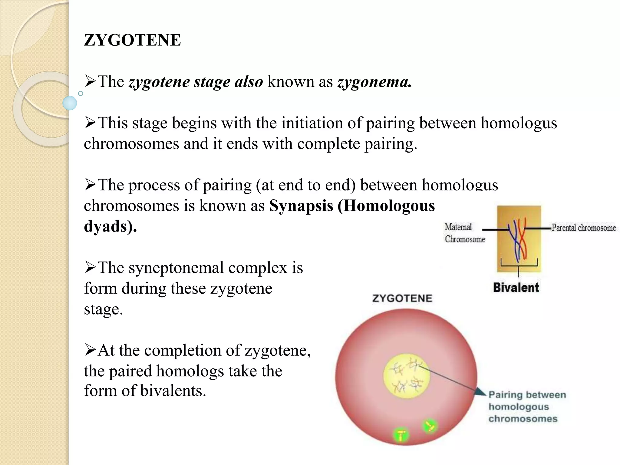 Meosis cell division | PPTX