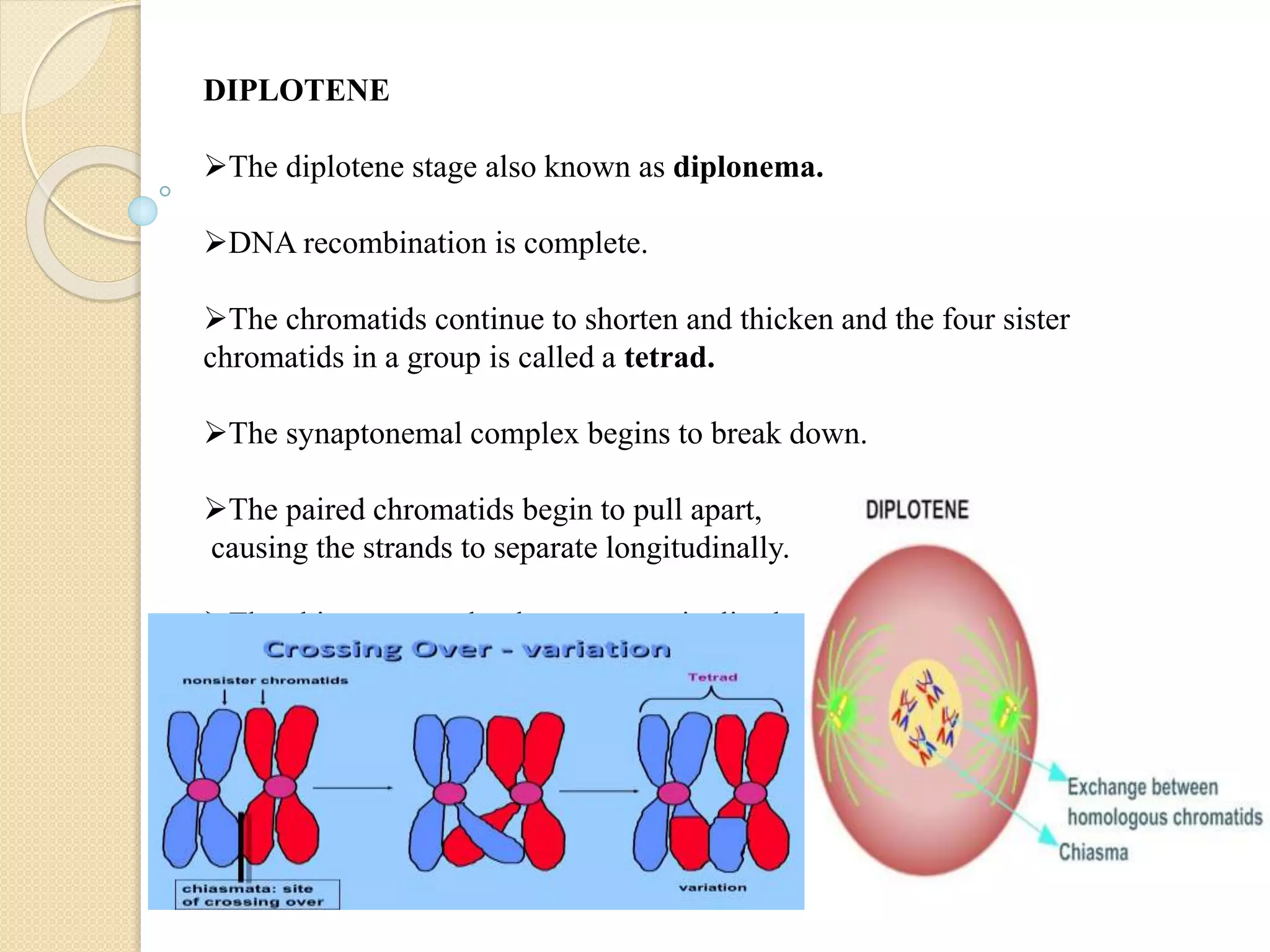Meosis cell division | PPTX