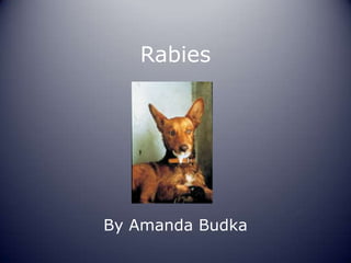 Rabies By Amanda Budka  