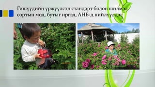 Гишүүдийн үржүүлсэн стандарт болон шилмэл
сортын мод, бутыг иргэд, АНБ-д нийлүүлдэг

 