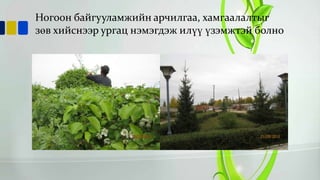 Ногоон байгууламжийн арчилгаа, хамгаалалтыг
зөв хийснээр ургац нэмэгдэж илүү үзэмжтэй болно

 
