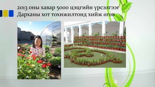 2013 оны хавар 5000 цэцгийн үрсэлгээг
Дарханы хот тохижилтонд хийж өгөв

 