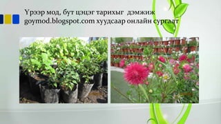 Үрээр мод, бут цэцэг тарихыг дэмжиж
goymod.blogspot.com хуудсаар онлайн сургалт

 