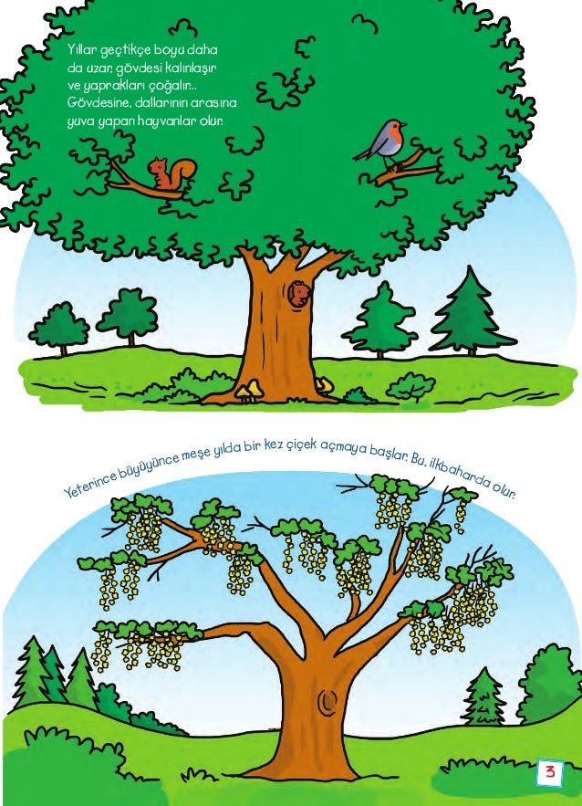 Merakli Minik Agaclar Nasil Buyur