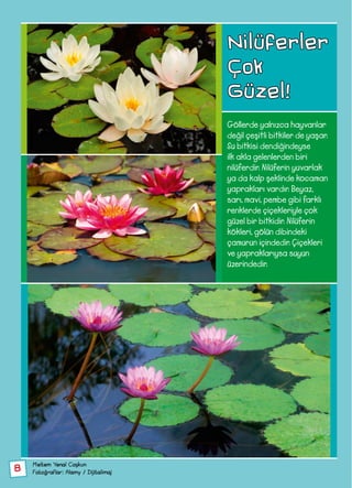 8
Nilüferler
Çok
Güzel!
Göllerde yalnızca hayvanlar
değil çeşitli bitkiler de yaşar.
Su bitkisi dendiğindeyse
ilk akla gelenlerden biri
nilüferdir. Nilüferin yuvarlak
ya da kalp şeklinde kocaman
yaprakları vardır. Beyaz,
sarı, mavi, pembe gibi farklı
renklerde çiçekleriyle çok
güzel bir bitkidir. Nilüferin
kökleri, gölün dibindeki
çamurun içindedir. Çiçekleri
ve yapraklarıysa suyun
üzerindedir.
Meltem Yenal Coşkun
Fotoğraflar: Alamy / Dijitalimaj
 