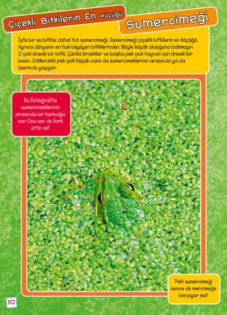 10
Çiçekli Bitkilerin En Küçüğü
İşte bir su bitkisi daha! Adı sumercimeği. Sumercimeği çiçekli bitkilerin en küçüğü.
Ayrıca dünyanın en hızlı büyüyen bitkilerinden. Böyle küçük olduğuna bakmayın.
O çok önemli bir bitki. Çünkü ördekler ve başka pek çok hayvan için önemli bir
besin. Göllerdeki pek çok küçük canlı da sumercimeklerinin arasında ya da
üzerinde yaşıyor.
Peki sumercimeği
sence de mercimeğe
benziyor mu?
Bu fotoğrafta
sumercimeklerinin
arasında bir kurbağa
var. Onu sen de fark
ettin mi?
Sumercimeği
 