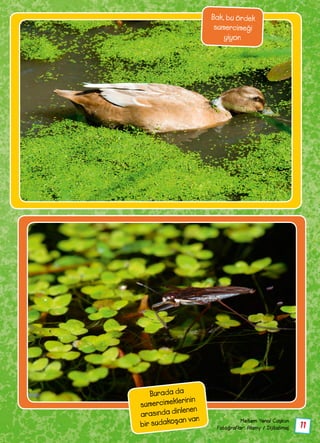 11
Meltem Yenal Coşkun
Fotoğraflar: Alamy / Dijitalimaj
Bak, bu ördek
sumercimeği
yiyor.
Burada da
sumercimeklerinin
arasında dinlenen
bir sudakoşan var.
 