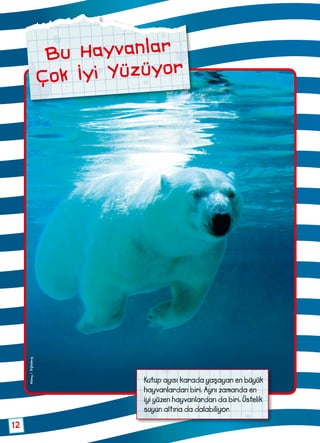 12
Kutup ayısı karada yaşayan en büyük
hayvanlardan biri. Aynı zamanda en
iyi yüzen hayvanlardan da biri. Üstelik
suyun altına da dalabiliyor.
Bu Hayvanlar
Çok İyi Yüzüyor
Alamy/Dijitalimaj
 