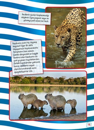 13
Kapibara adını hiç duymuş
muydun? Eğer ilk defa
duyuyorsan kapibaralarla
tanışmanın tam zamanı.
Çünkü dünyadaki en büyük
kemirici olan kapibara da
çok iyi yüzen hayvanlardan.
Üstelik kapibaralar yalnızca
burun deliklerini suyun
dışında bırakarak suda
uyuyabiliyorlar bile.
Kedilerin sudan hoşlanmadığı
söylenir. Oysa jaguar suyu ve
yüzmeyi çok seven bir kedi.
ThinkstockSPL
 