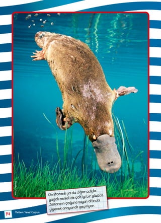 14
Meltem Yenal Coşkun
Ornitorenk ya da diğer adıyla
gagalı memeli de çok iyi bir yüzücü.
Zamanının çoğunu suyun altında
yiyecek arayarak geçiriyor.
Alamy/Dijitalimaj
 