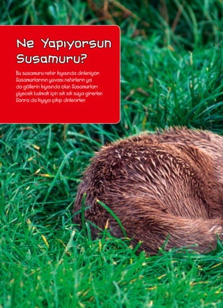 Ne Yapıyorsun
Susamuru?
Bu susamuru nehir kıyısında dinleniyor.
Susamurlarının yuvası nehirlerin ya
da göllerin kıyısında olur. Susamurları
yiyecek bulmak için sık sık suya girerler.
Sonra da kıyıya çıkıp dinlenirler.
 