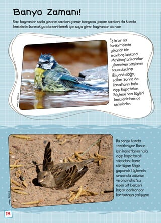 18
Banyo Zamanı!
Bazı hayvanlar suda yıkanır, bazıları çamur banyosu yapar, bazıları da kumda
temizlenir. Isınmak ya da serinlemek için suya giren hayvanlar da var.
İşte bir su
birikintisinde
yıkanan bir
mavibaştankara!
Mavibaştankaralar
yıkanırken başlarını
suya daldırıp
iki yana doğru
sallar. Sonra da
kanatlarını hızla
açıp kapatırlar.
Böylece hem tüyleri
temizlenir hem de
serinlerler.
Bu serçe kumda
temizleniyor. Bunun
için kanatlarını hızla
açıp kapatarak
vücudunu kuma
sürtüyor. Böyle
yaparak tüylerinin
arasında bulunan
ve onu rahatsız
eden bit benzeri
küçük canlılardan
kurtulmaya çalışıyor.
Alamy/Dijitalimaj
Alamy/Dijitalimaj
 