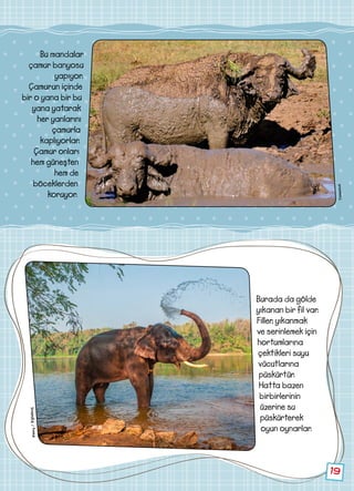 19
Bu mandalar
çamur banyosu
yapıyor.
Çamurun içinde
bir o yana bir bu
yana yatarak
her yanlarını
çamurla
kaplıyorlar.
Çamur onları
hem güneşten
hem de
böceklerden
koruyor.
Alamy/Dijitalimaj
Thinkstock
Burada da gölde
yıkanan bir fil var.
Filler, yıkanmak
ve serinlemek için
hortumlarına
çektikleri suyu
vücutlarına
püskürtür.
Hatta bazen
birbirlerinin
üzerine su
püskürterek
oyun oynarlar.
 