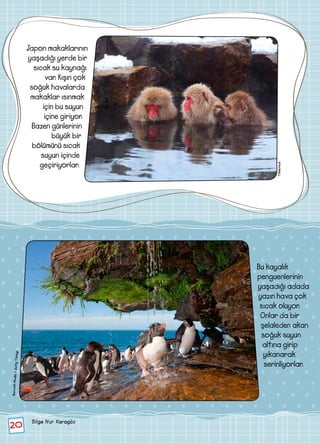 Bu kayalık
penguenlerinin
yaşadığı adada
yazın hava çok
sıcak oluyor.
Onlar da bir
şelaleden akan
soğuk suyun
altına girip
yıkanarak
serinliyorlar.
20 Bilge Nur Karagöz	
Thinkstock
BarcroftMedia/GettyTürkiye
Japon makaklarının
yaşadığı yerde bir
sıcak su kaynağı
var. Kışın çok
soğuk havalarda
makaklar ısınmak
için bu suyun
içine giriyor.
Bazen günlerinin
büyük bir
bölümünü sıcak
suyun içinde
geçiriyorlar.
 
