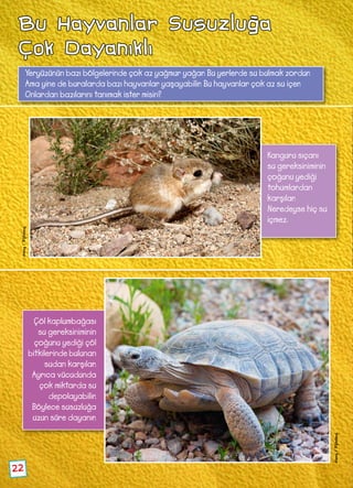 22
Bu Hayvanlar Susuzluğa
Çok Dayanıklı
Yeryüzünün bazı bölgelerinde çok az yağmur yağar. Bu yerlerde su bulmak zordur.
Ama yine de buralarda bazı hayvanlar yaşayabilir. Bu hayvanlar çok az su içer.
Onlardan bazılarını tanımak ister misin?
Kanguru sıçanı
su gereksiniminin
çoğunu yediği
tohumlardan
karşılar.
Neredeyse hiç su
içmez.
Çöl kaplumbağası
su gereksiniminin
çoğunu yediği çöl
bitkilerinde bulunan
sudan karşılar.
Ayrıca vücudunda
çok miktarda su
depolayabilir.
Böylece susuzluğa
uzun süre dayanır.
Alamy/Dijitalimaj
Alamy/Dijitalimaj
 