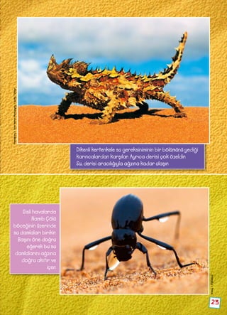 23
Sisli havalarda
Namib Çölü
böceğinin üzerinde
su damlaları birikir.
Başını öne doğru
eğerek bu su
damlalarını ağzına
doğru akıtır ve
içer.
Dikenli kertenkele su gereksiniminin bir bölümünü yediği
karıncalardan karşılar. Ayrıca derisi çok özeldir.
Su, derisi aracılığıyla ağzına kadar ulaşır.
Photolibrary/PeterWaltonPhotography/GettyTürkiye
Alamy/Dijitalimaj
 