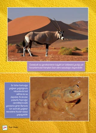 Gemsbok su gereksiniminin büyük bir bölümünü yediği çöl
kavunlarından karşılar. Uzun süre susuzluğa dayanabilir.
Su tutan kurbağa
yağmur yağdığında
vücudunda bol
miktarda su
depolar. Ardından
çamurlu toprağın
derinliklerindeki
yuvasına girer. Burada
bir sonraki yağmur
mevsimine kadar susuz
yaşayabilir.
Pınar Dündar
GalloImages/DanitaDelimont/GettyTürkiye
NationalGeographic/JasonEdwards/GettyTürkiye
24
 
