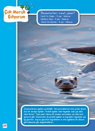 Susamurları nasıl yüzer?
Ceylin Su Doğan - 5 yaş - Sakarya
Gökdeniz Kaya - 5 yaş - Sakarya
Berat Efe Kaymas - 5 yaş - Sakarya
Çok Merak
Ediyorum
Susamurlarının ayakları perdelidir. Yani parmaklarının arası perde denen
özel bir deriyle kaplıdır. Perdeli ayakları olan hayvanlar suda çok daha
rahat ilerler. Tıpkı palet takmış bir insanın normalden çok daha hızlı
yüzmesi gibi. Susamurları da perdeli ayakları ve kuyrukları sayesinde çok
iyi yüzerler. Ayrıca yüzerken kuyruklarını ve arka ayaklarını bir dümen
gibi kullanarak yön değiştirebilirler.
26
 