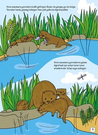 3
Anne susamuru yavrulara balık getiriyor. Bazen de yengeç ya da midye.
Yavrular henüz yüzmeyi bilmiyor. Ama çok yakında öğrenecekler.
Anne susamuru yavrularına yüzme
öğretmek için onları birer birer
enselerinden tutup suya sokuyor.
 