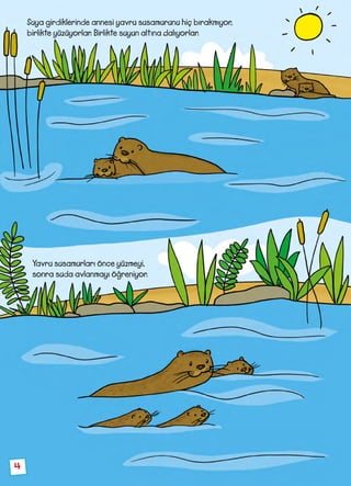 4
Suya girdiklerinde annesi yavru susamurunu hiç bırakmıyor,
birlikte yüzüyorlar. Birlikte suyun altına dalıyorlar.
Yavru susamurları önce yüzmeyi,
sonra suda avlanmayı öğreniyor.
 