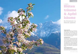 Folgen sie dem Duft
Die Alten hatten ein Gespür für das Besondere.
Deshalb nannten sie den Obstbau „die Poesie
der Landwirtschaft“. Diese Poesie spürt man
auch heute noch, wenn man zur Blütezeit durch
die Obstwiesen geht. Es ist eine Faszination,
die vom weiß-rosa Blütenmeer ausgeht, das sich
über die weite Bucht des Etschtales ausbreitet
und seinen zarten Duft ausbreitet.
Am Anfang steht Eva
Angefangen hat die Geschichte mit dem Apfel
schon im Paradies. „Die schönen Äpfel müssen
herrlich schmecken“, sagte die Schlange zu Adam
und Eva, und sie hatte, wie wir wissen, Erfolg mit
dieser ersten Apfel-PR-Aktion. Daran hat sich bis
heute nichts geändert. Immer noch ist der Apfel
eine begehrte Frucht. In Südtirol werden jedes
Jahr 6 Milliarden davon erzeugt. Bei 500.000 Ein-
wohnern müsste jeder Südtiroler 12.000 Äpfel im
Jahr essen. Mit 19.000 Hektar ist das Land das
größte zusammenhängende Obstanbaugebiet
Europas.
Südtirols Apfelgemeinde Nr. 1
Neidische Zungen behaupten, die Lananer wol-
len immer die Ersten sein. Bei den Äpfeln stimmt
das auf alle Fälle, sowohl was die Anbaufläche als
Blüten
träume
& Apfel
bäume
Ein Schaufenster zur
Südtiroler Apfelwelt
Text Christoph Gufler
PLEASURE
Pünktlich jedes Frühjahr steht das Meraner Land im Apfelblütenmeer.
53MERANO MAGAZINE
 