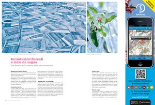 Andando per delicati sentori
Gli antichi avevano il senso del particolare. È per
questo che amavano definire la frutticoltura la
“poesia dell‘agricoltura”.
Una poesia che si respira ancora oggi, quando si
passeggia per i frutteti nel periodo della fioritu-
ra. Un fascino che ci avvolge in un mare di petali
bianchi e rosa che si estende a perdita d‘occhio
per tutta la valle dell‘Adige e ci ammalia con le
sue soavi fragranze.
Inizia tutto con Eva
La storia della mela ebbe il suo inizio già in pa-
radiso. “Queste stupende mele devono avere un
sapore eccellente...” disse il serpente ad Adamo
ed Eva; si trattava della prima campagna pubbli-
citaria, e raccolse il successo che sappiamo. Da
allora ad oggi le cose sono rimaste immutate, la
mela rimane un frutto molto ambito. In Alto Adi-
ge la produzione è di 6 miliardi di unità all‘anno.
Considerando una popolazione di 500.000 abi-
tanti, ogni sudtirolese dovrebbe consumare circa
12.000 mele annue. I 19.000 ettari della provincia
rappresentano l‘area frutticola chiusa più estesa
in Europa.
“Number One” in Alto Adige
I più invidiosi sostengono che gli abitanti di Lana
vogliono essere i primi in tutto. In fatto di mele
le cose stanno proprio così, sia per la superficie
coltivata, sia per la quantità prodotta. Il dieci per-
cento delle mele altoatesine viene fornito dagli
agricoltori di Lana. Non male, se si considera che
cento anni or sono nelle paludi atesine era più fa-
cile trovare sanguisughe piuttosto che mele. Per
cavarne fuori un vero e proprio “frutteto in fiore”
c‘è voluto uno sforzo non indifferente.
Verdi e rosse
Non esistono soltanto mele verdi e rosse. La
maggior parte sono dorate e deliziose, che piac-
cia o no alle Pink Lady e alle Granny Smith. Un
tempo le varietà erano centinaia e i nomi erano
schietti e riflettevano sovente il loro aspetto o la
loro provenienza: Rosa gentile, Rosmarina bian-
ca, Rosso nobile, Spitzlederer, Renetta Grigia,
Renetta bianca di Champagne. Le cultivar che
vanno oggi per la maggiore (non più di una doz-
zina) hanno nomi meno poetici, ma il loro sapore
è altrettanto rimarchevole.
Mele da sogno
“La mela che io amo è lì appesa a quel ramo“,
componeva in versi Wilhelm Busch in omaggio
alle 8.000 famiglie di frutticoltori sudtirolesi. Pur-
troppo però negli ultimi tempi oltre a sogni pia-
cevoli la mela deve fare i conti con qualche incu-
Incantesimi floreali
e mele da sogno
Una finestra sull’universo della mela altoatesina
Explore the area
sentres.com
G
R
ATU
ITO
K
O
STEN
LO
S
Dein digitaler Reiseführer
Entdecke Südtirol
La Tua guida digitale
Scopri l’Alto Adige
www.sentres.com
Dein digitaler Reiseführer
Nel Meranese si trova la più vasta area frutticola chiusa in Europa. Il ghiaccio protegge il fiore dal freddo.
56 www.meranomagazine.com
 