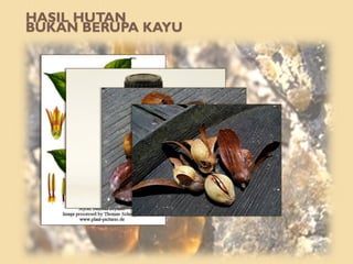 HASIL HUTAN
BUKAN BERUPA KAYU
 
