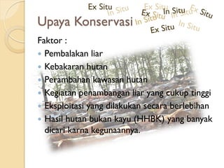Upaya Konservasi
Faktor :
 Pembalakan liar
 Kebakaran hutan
 Perambahan kawasan hutan
 Kegiatan penambangan liar yang cukup tinggi
 Eksploitasi yang dilakukan secara berlebihan
 Hasil hutan bukan kayu (HHBK) yang banyak
dicari karna kegunaannya.
Ex SituEx Situ
 