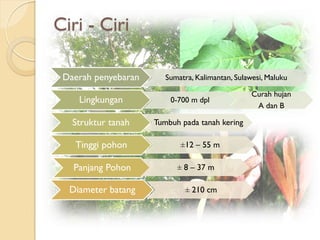 Ciri - Ciri
Daerah penyebaran Sumatra, Kalimantan, Sulawesi, Maluku
Lingkungan 0-700 m dpl
Curah hujan
A dan B
Struktur tanah Tumbuh pada tanah kering
Tinggi pohon ±12 – 55 m
Panjang Pohon ± 8 – 37 m
Diameter batang ± 210 cm
 