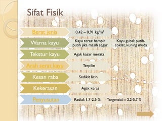 Berat jenis 0,42 – 0,91 kg/m3
Warna kayu Kayu teras: hampir
putih jika masih segar
Kayu gubal: putih-
coklat, kuning muda
Tekstur kayu Agak kasar merata
Arah serat kayu Terpilin
Kesan raba Sedikit licin
Kekerasan Agak keras
Penyusutan Radial: 1,7-2,5 % Tangensial: ± 2,2-5,7 %
Sifat Fisik
 