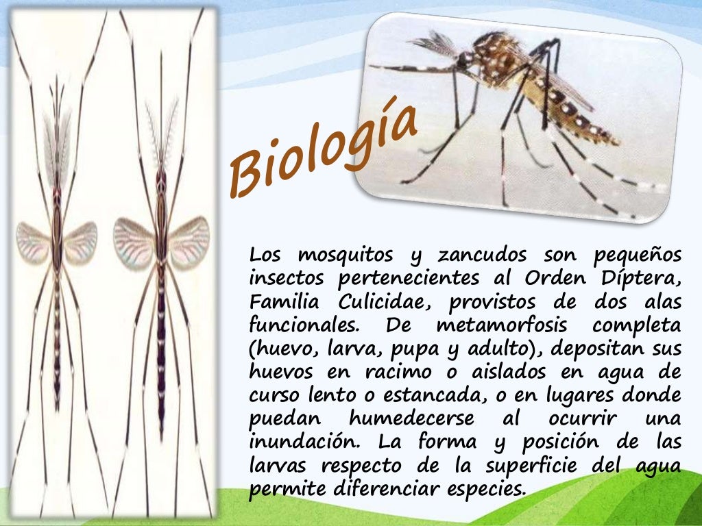 Mosquitos (zancudos). enfermedades,analisis, clasificación y estudio;…