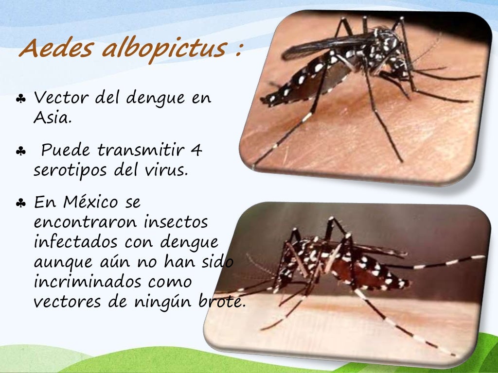 Mosquitos (zancudos). enfermedades,analisis, clasificación y estudio;…