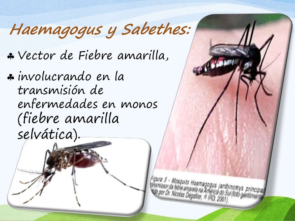 Mosquitos (zancudos). enfermedades,analisis, clasificación y estudio;…