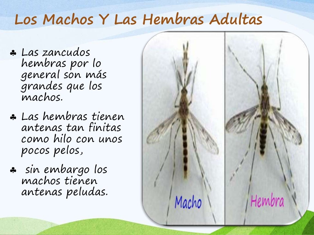 Mosquitos (zancudos). enfermedades,analisis, clasificación y estudio;…