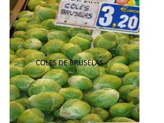 COLES DE BRUSELAS
 