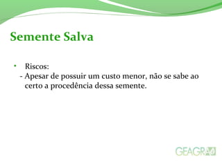 • Riscos:
- Apesar de possuir um custo menor, não se sabe ao
certo a procedência dessa semente.
Semente Salva
 