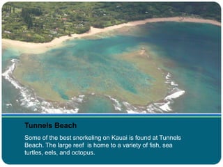 Tunnels Beach
Some of the best snorkeling on Kauai is found at Tunnels
Beach. The large reef is home to a variety of fish, sea
turtles, eels, and octopus.

 