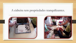 A cidreira tem propriedades tranquilizantes.
 