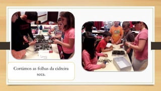 Cortámos as folhas da cidreira
seca.
 