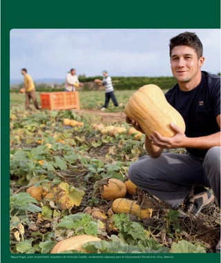 Miguel Ángel, joven emprendedor propietario de Hortícolas Castillo, recolectando calabazas para el interproveedor Ramafrut en Llíria, Valencia.

 