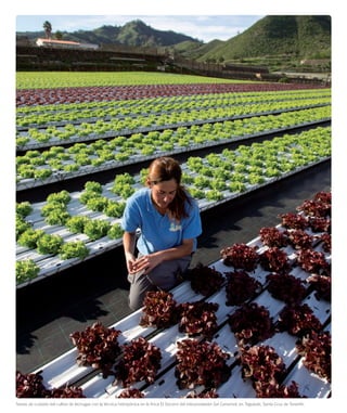 Tareas de cuidado del cultivo de lechugas con la técnica hidropónica en la ﬁnca El Socorro del interproveedor Sat Canarisol, en Tegueste, Santa Cruz de Tenerife.

 