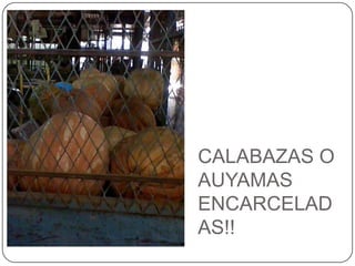 CALABAZAS O AUYAMAS ENCARCELADAS!!