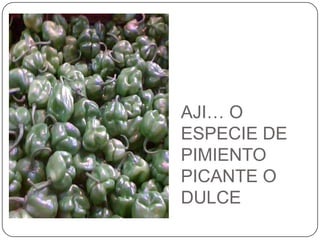 AJI… O ESPECIE DE PIMIENTO PICANTE O DULCE