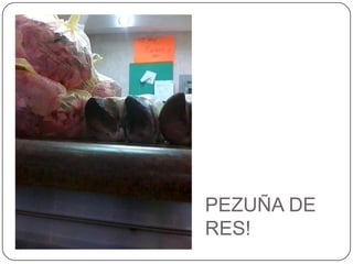 PEZUÑA DE RES!
