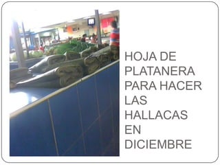HOJA DE PLATANERA PARA HACER LAS HALLACAS EN DICIEMBRE