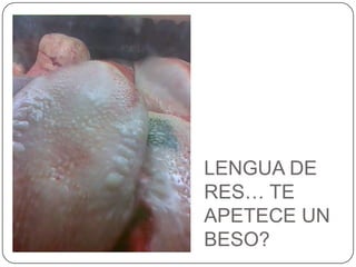 LENGUA DE RES… TE APETECE UN BESO?