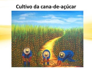 Cultivo da cana-de-açúcar
 