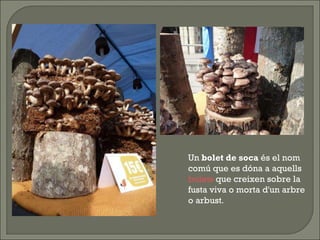 Un  bolet de soca  és el nom comú que es dóna a aquells  bolets  que creixen sobre la fusta viva o morta d'un arbre o arbust . 