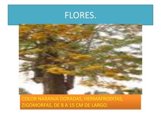 FLORES.COLOR NARANJA DORADAS, HERMAFRODITAS, ZIGOMORFAS, DE 8 A 15 CM DE LARGO.